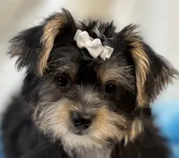 Sawyer, a male Morkie for sale in Birch Tree, MO – 2 of 10