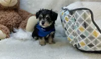 Taco , a male Morkie for sale in Birch Tree, MO – 2 of 5