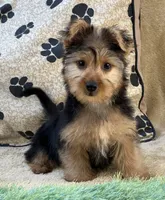 Silas, a male Morkie for sale in Birch Tree, MO – 3 of 10