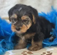 Oliver, a male Shorkie for sale in Birch Tree, MO – 3 of 10