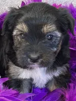 Twinkie, a female Yorkipoo for sale in Birch Tree, MO – 5 of 10