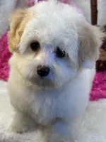 Skittles , a female Maltipoo for sale in Birch Tree, MO – 9 of 10