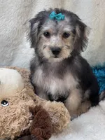 Dylan, a male Morkie for sale in Birch Tree, MO – 10 of 10
