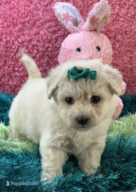 Lady   Bug  – Maltipoo puppy for sale in Birch Tree, MO