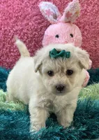 Lady   Bug , a female Maltipoo for sale in Birch Tree, MO – 1 of 10