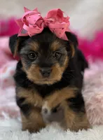 Porsha, a female Morkie for sale in Birch Tree, MO – 4 of 10