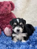 Barney, a male Morkie for sale in Birch Tree, MO – 2 of 9
