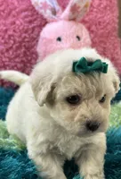 Lady   Bug , a female Maltipoo for sale in Birch Tree, MO – 4 of 10