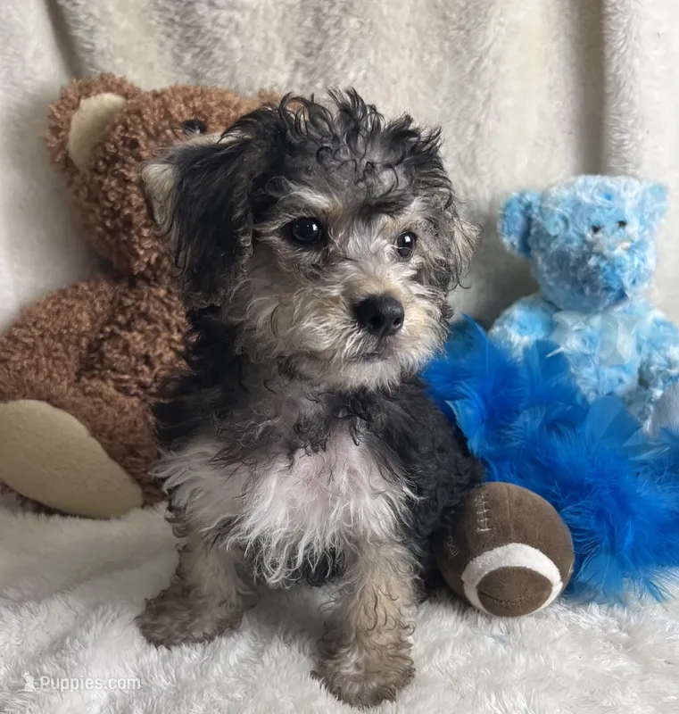 Biscuit  – Morkie puppy for sale in Birch Tree, MO