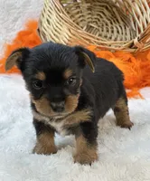 Blossom, a female Morkie for sale in Birch Tree, MO – 2 of 10