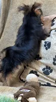 Silas, a male Morkie for sale in Birch Tree, MO – 8 of 10