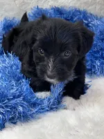 Twiggy, a male Yorkipoo for sale in Birch Tree, MO – 5 of 9