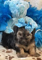 Gentle Ben, a male Yorkipoo for sale in Birch Tree, MO – 3 of 10