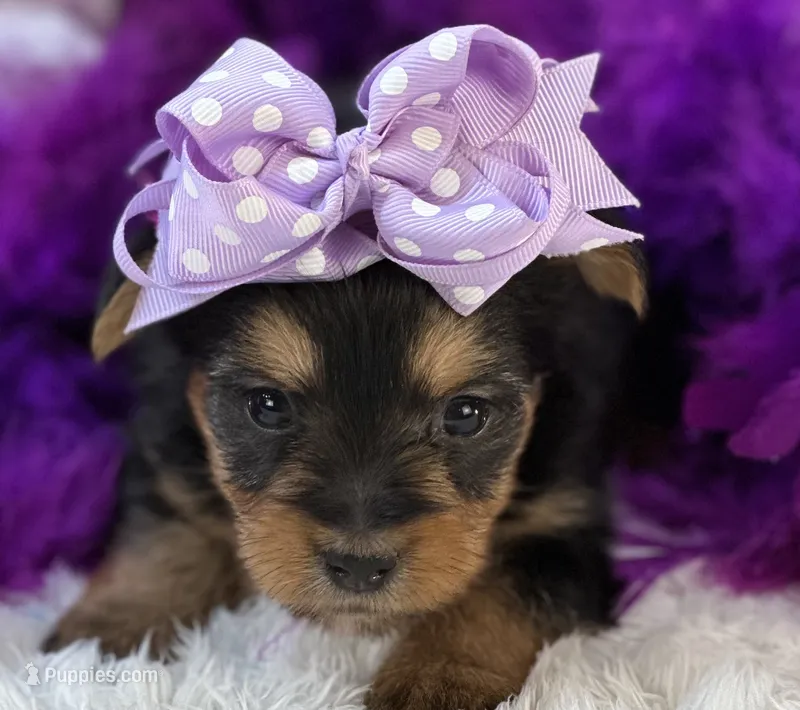 Tinker – Morkie puppy for sale in Birch Tree, MO
