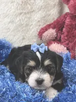 Barney, a male Morkie for sale in Birch Tree, MO – 4 of 9