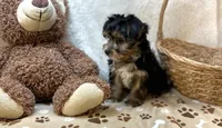Maddox, a male Morkie for sale in Birch Tree, MO – Photo 2 of 5