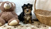 Maddox, a male Morkie for sale in Birch Tree, MO – Photo 1 of 5