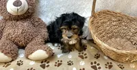 Maddox, a male Morkie for sale in Birch Tree, MO – Photo 3 of 5