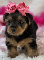 Porsha, a female Morkie for sale in Birch Tree, MO – 3 of 10