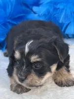 Banjo, a male Morkie for sale in Birch Tree, MO – 8 of 10