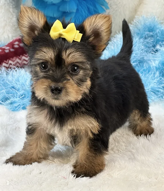 Bojangles – Morkie puppy for sale in Birch Tree, MO