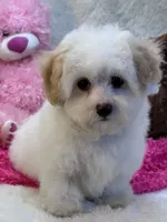 Skittles , a female Maltipoo for sale in Birch Tree, MO – 8 of 10