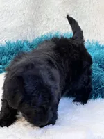 Tango, a male Yorkipoo for sale in Birch Tree, MO – 10 of 10