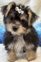 Sawyer, a male Morkie for sale in Birch Tree, MO – 10 of 10