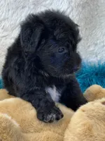 Tango, a male Yorkipoo for sale in Birch Tree, MO – 4 of 10