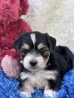 Barney, a male Morkie for sale in Birch Tree, MO – 8 of 9