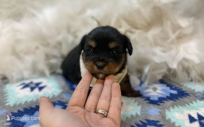 Banjo  – Shorkie puppy for sale in Birch Tree, MO