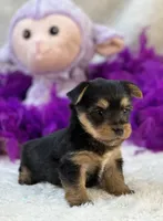 Tinker, a female Morkie for sale in Birch Tree, MO – 5 of 10