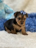 Gator, a male Morkie for sale in Birch Tree, MO – 6 of 9
