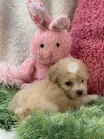 Mela, a female Maltipoo for sale in Birch Tree, MO – 7 of 7