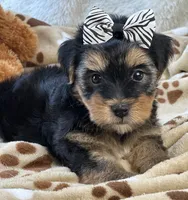 Handsome Boomer, a male Yorkipoo for sale in Birch Tree, MO – 9 of 10