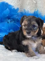 Tonka, a male Yorkipoo for sale in Birch Tree, MO – 10 of 10