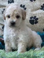 Ava Jean, a female Bichpoo for sale in Birch Tree, MO – 3 of 10
