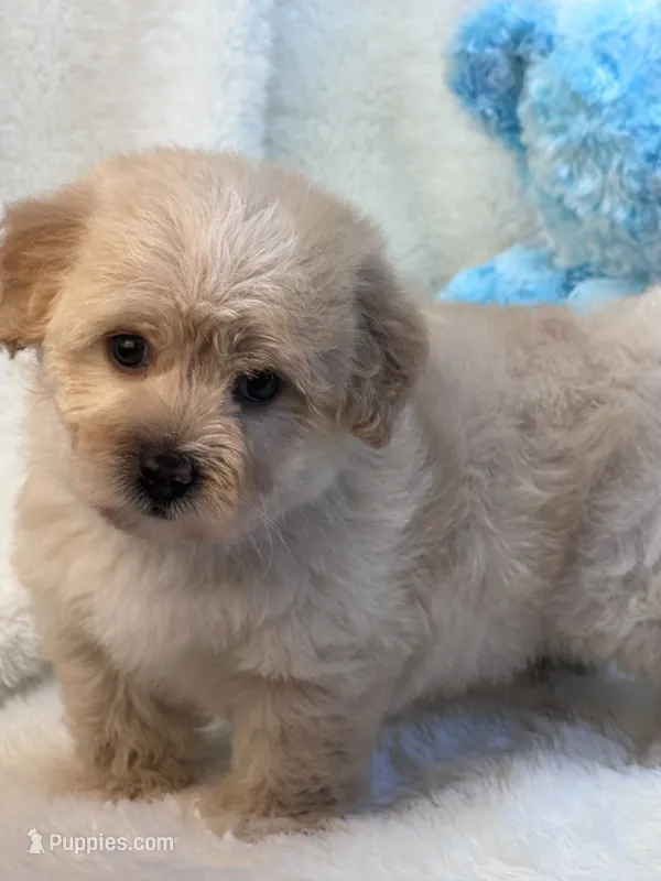 Lincoln – Morkie puppy for sale in Birch Tree, MO