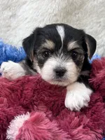 Barney, a male Morkie for sale in Birch Tree, MO – 5 of 9