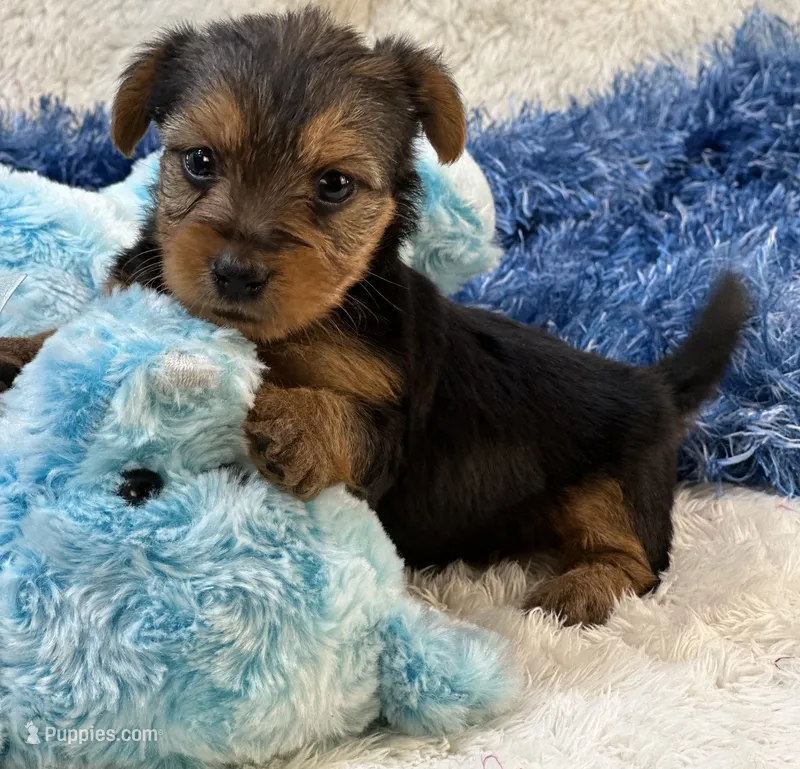 Gator – Morkie puppy for sale in Birch Tree, MO