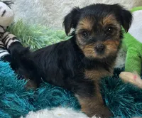 Millie Jean, a female Yorkipoo for sale in Birch Tree, MO – 4 of 10