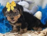 Oliver, a male Shorkie for sale in Birch Tree, MO – 2 of 10