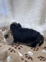 Rookie, a male Morkie for sale in Birch Tree, MO – 7 of 10