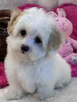 Skittles , a female Maltipoo for sale in Birch Tree, MO – 3 of 10