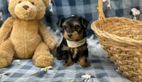 Ralph , a male Morkie for sale in Birch Tree, MO – Photo 2 of 5