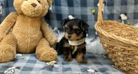 Ralph , a male Morkie for sale in Birch Tree, MO – Photo 4 of 5