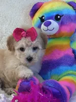 Twinkles, a female Maltipoo for sale in Birch Tree, MO – 2 of 10