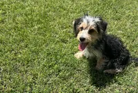 Gabriel Cruz, a male Morkie for sale in Birch Tree, MO – Photo 3 of 5