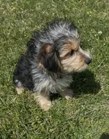 Gabriel Cruz, a male Morkie for sale in Birch Tree, MO – Photo 4 of 5