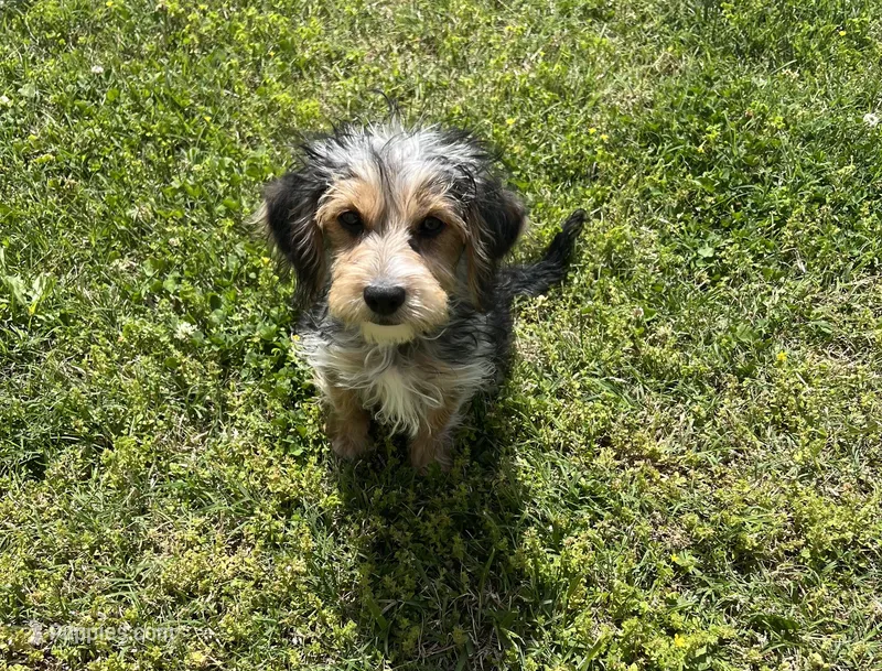 Gabriel Cruz – Morkie puppy for sale in Birch Tree, MO
